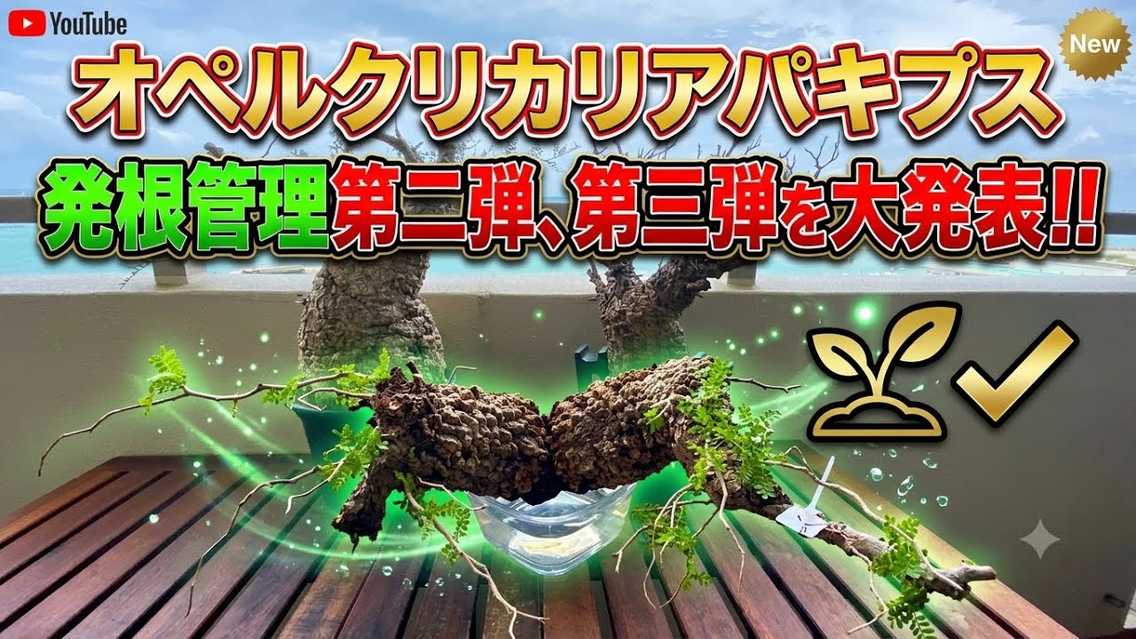 新章！オペルクリカリアパキプス 発根成功確率を大幅に上げる裏技
