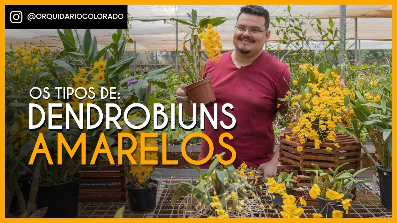 Diferenças e semelhanças entre os tipos de Dendrobiuns Amarelos