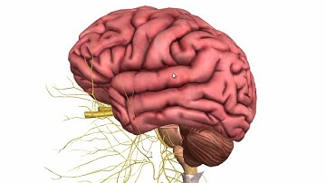 Basic Parts of the Brain   Part 1   3D Anatomy Tutorial