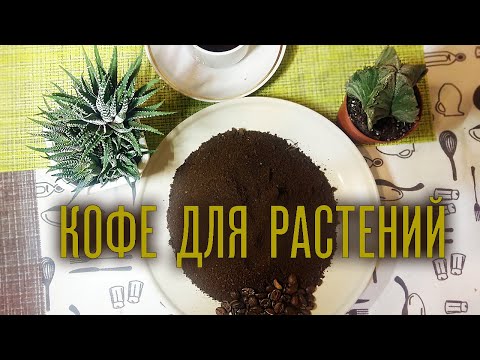 Кофейная гуща как удобрение. Угощаю растения кофе