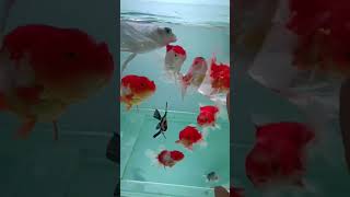 Ikan Ini Bisa Ngedipin Mata?