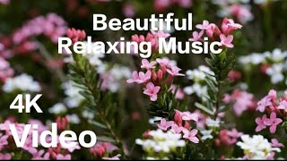 Beautiful Relaxing Music - Stop Overthinking, Mind Calm, Serene Seascapes for Ultimate Relaxation