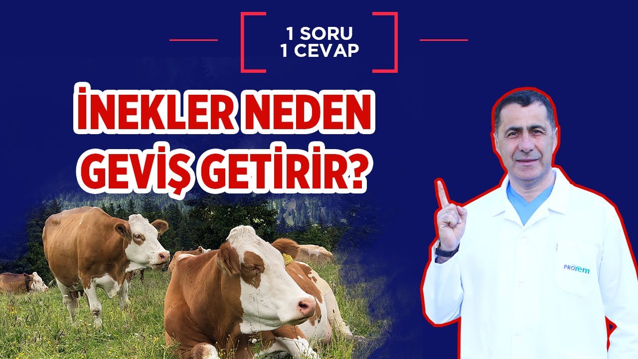 İnekler neden geviş getirir?