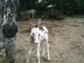 Quite rare spotted Missouri mule one day old