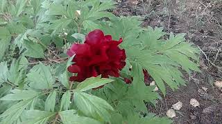 Peony #8   Vesuvian