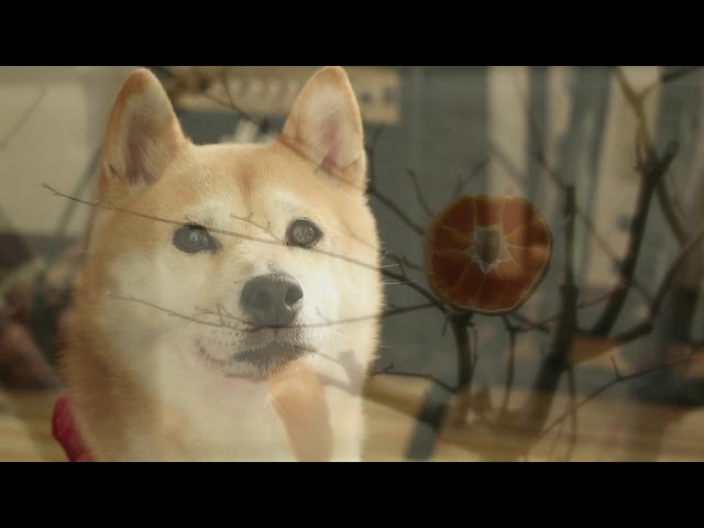 柴犬小春　庭の来客に春の足音