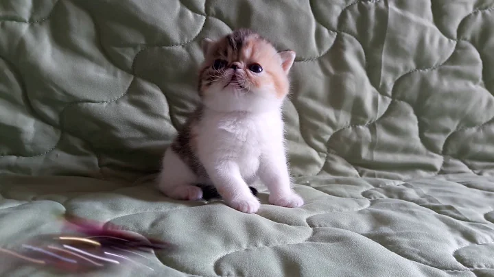 Video 1241201: tabby white exotic, brown spotted tabby, brown tabby female, exotic kitten, kitten sweet, haired kitten