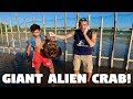 GIANT STRANGE ALIEN CRABS IN THE PHILIPPINES! (Scary Horseshoe Crabs)