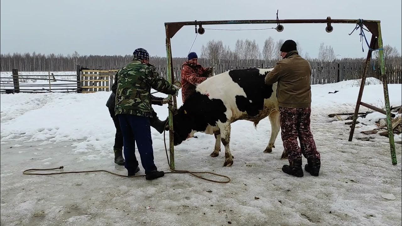 Забить бычка. Забить бычка. Фиксация крупного рогатого скота головы. Забой крупнорогатого скота. Забить бычка.
