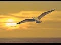 Ray Conniff Medley Dear Father Be Soundtrack Of Jonathan Livingston Seagull HD CC mp3