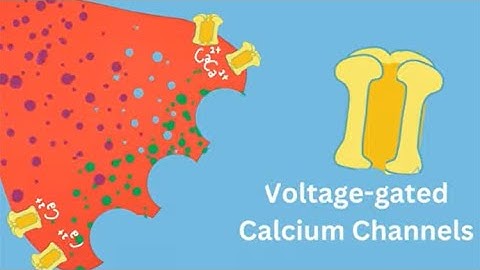 Calcium’s Vital Role in Neurotransmission