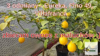 3 odmiany. Obieram owoce z małych drzewek Eureka, Fino 49 i Villafranca.