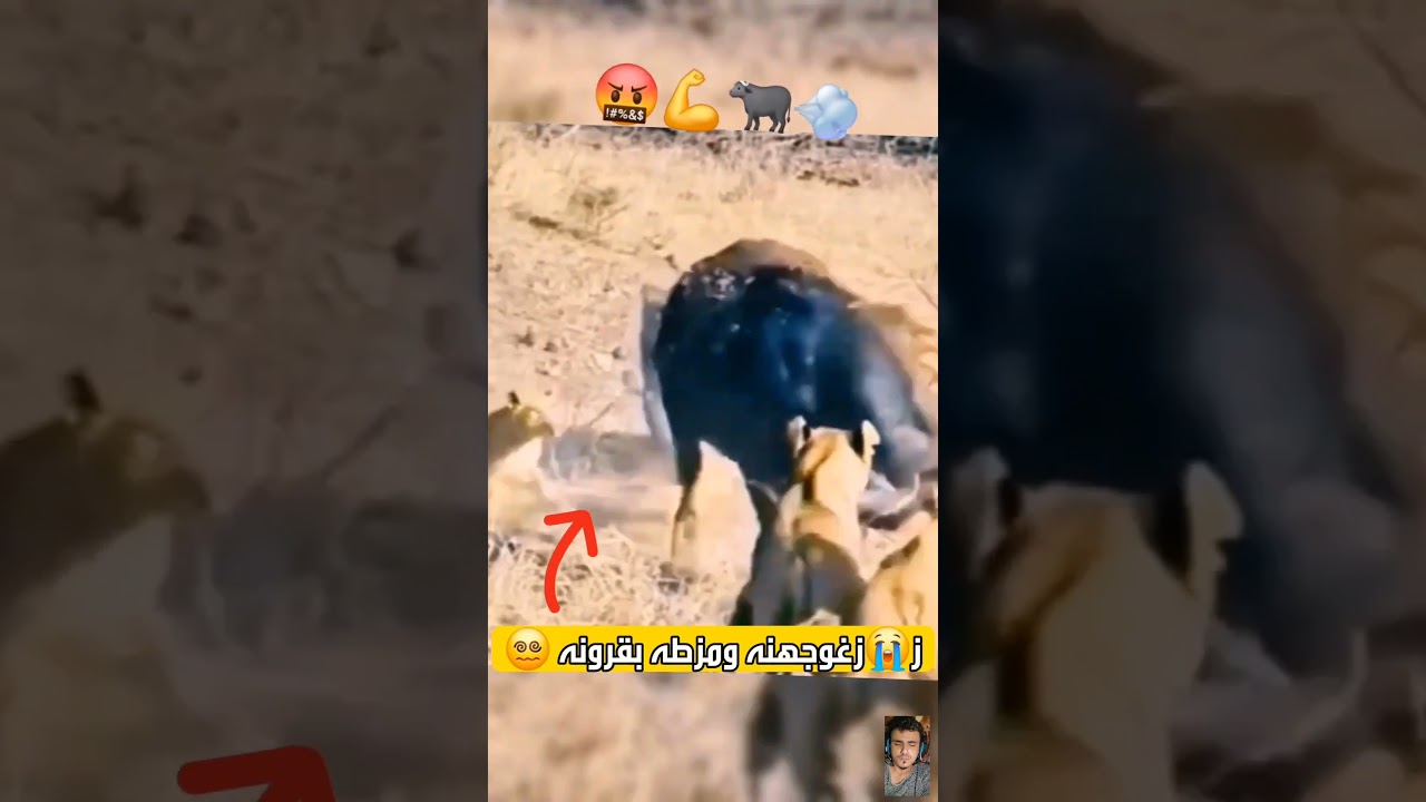 خدع 😱 اللبوة والاسد وفلحط