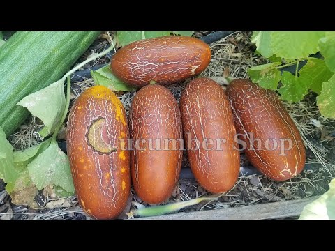 Video: What Is A Sikkim Cucumber: Tips on growing Sikkim Cucumbers In The Garden