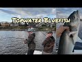 Topwater bluefishing