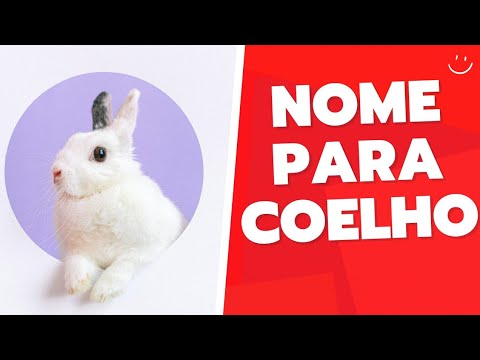 Vídeo: Nomes de coelho: Como escolher um nome para o seu coelho