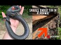 Stunning Speckled Kingsnakes and Rattlesnakes Under Tin-Alabama Snake Hunting!!!