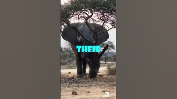 Why Hiring Elephants to Turn Pages is a Terrible Idea