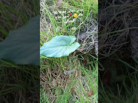 الاعشاب والسرطان الش فاء الحمدلله 