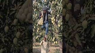 আম চুরি করে নিল#mango#foryou#comedy#viralvideo#youtubeshorts#ai#goviral #reelremix #millionviews