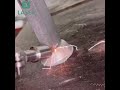 How to easily weld a tube to a base-quick and solid? #laserwelding #handwelder#portablelaserwelder