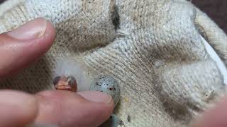 Hand Feeding 1 Day Old Yellow Agate Canary Baby 20240330