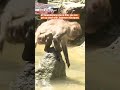 Keeping cool in the monkey poolーNHK WORLD-JAPAN NEWS #shorts