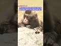 Keeping cool in the monkey poolーNHK WORLD-JAPAN NEWS #shorts