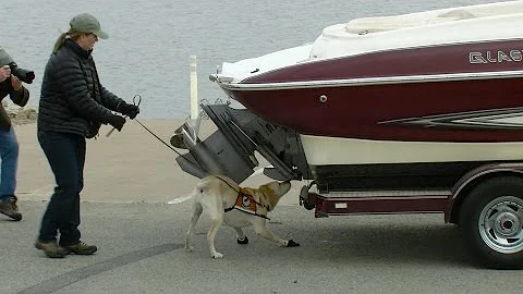 Dogs Sniff Out Invasive Zebra Mussels