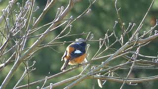 【FZ85 FHD動画】朝の光の中のジョウビタキーオス/Male of Redstart in Morning Light