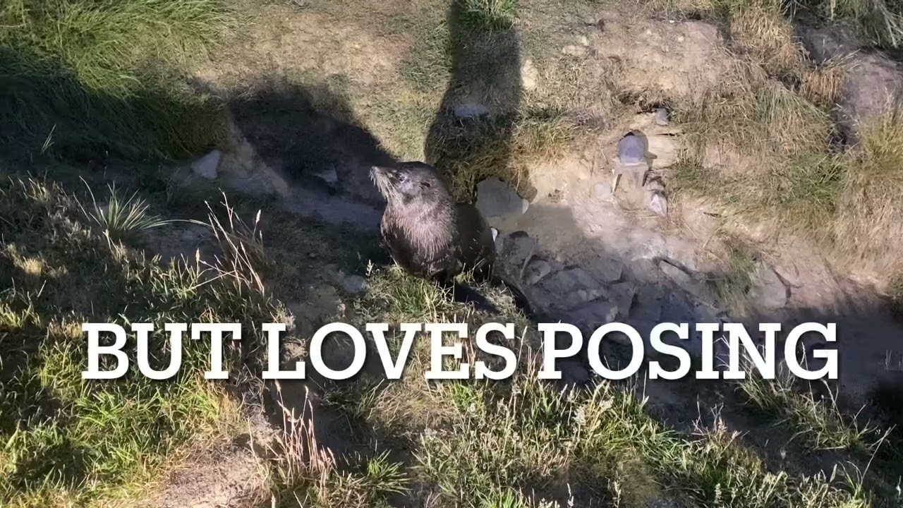 Penguins at Blue Penguins Pukekura Dunedin