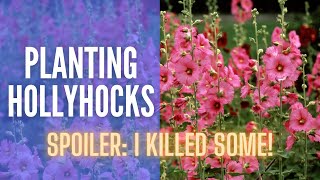 I Killed Them 😢 || Planting Hollyhocks || Growing Hollyhocks from Seed || Cut Flower Garden