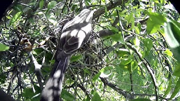 Mockingbird Nest Cam - Mom and Dad Help Chick #3