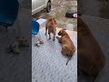3พี่น้องต่างสายพันธุ์ ไมโล พีก้า แตงกวา