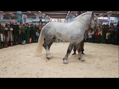 Видео: Редкие породы лошадей: 4 из самых редких пород лошадей в мире