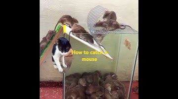 How to catch a mouse  animals video shorts