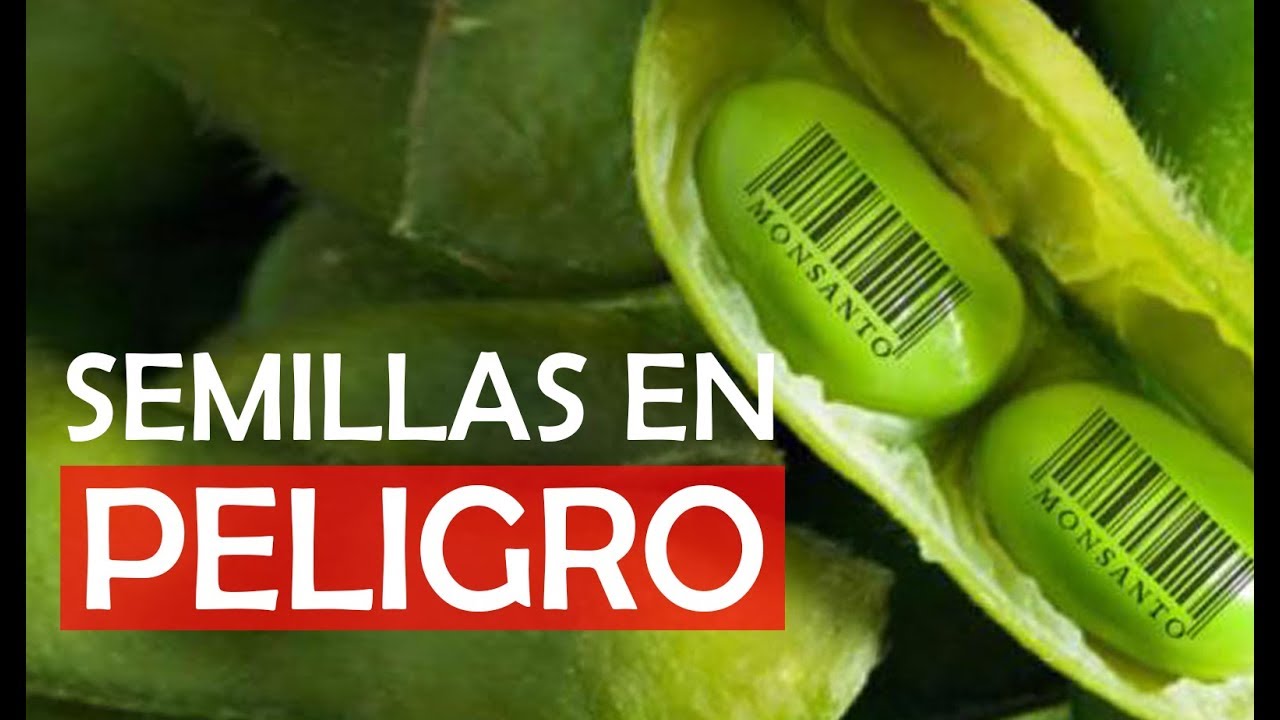 Semillas en peligro / Monsanto en Colombia - YouTube