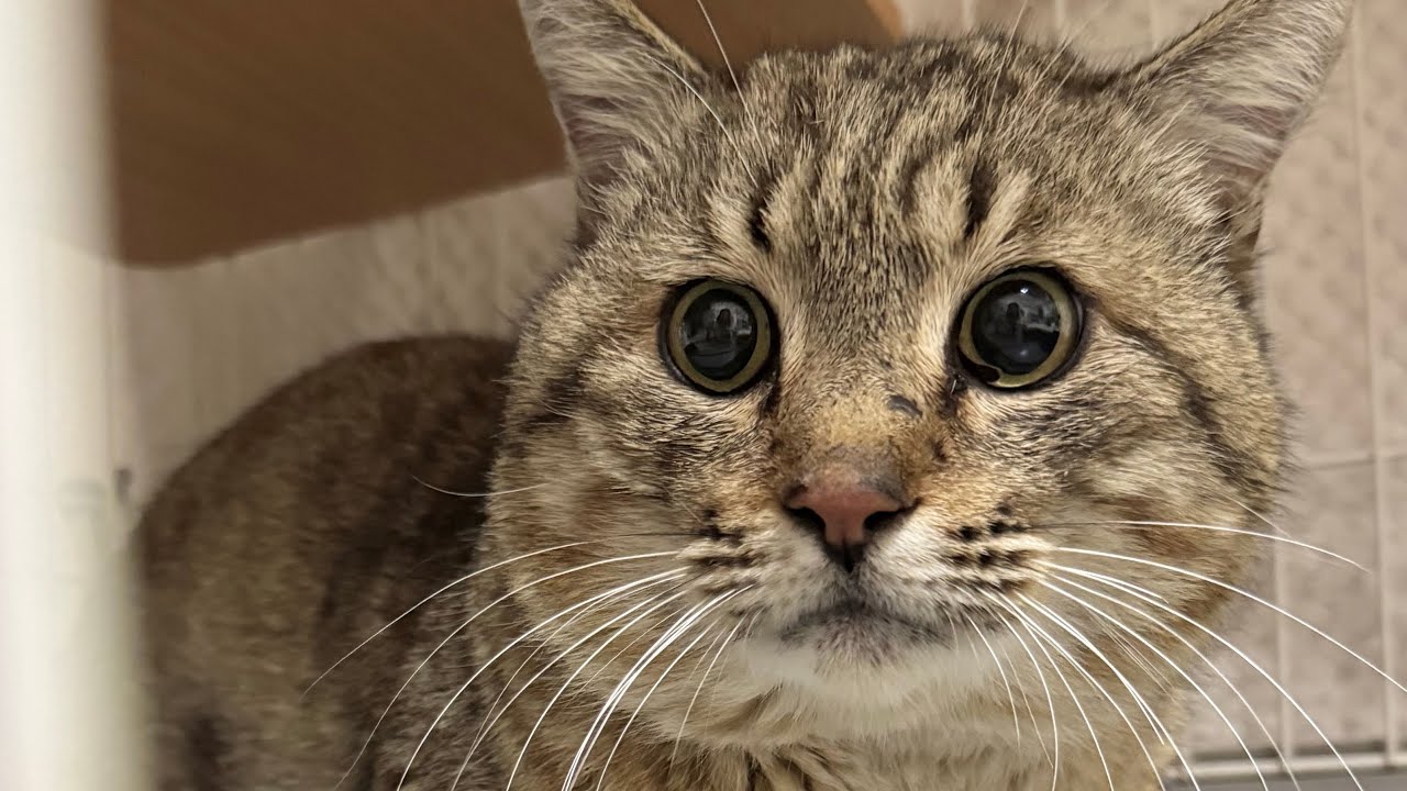 大きなお顔の新入り保護猫がやって来た！保護から1週間の変化 