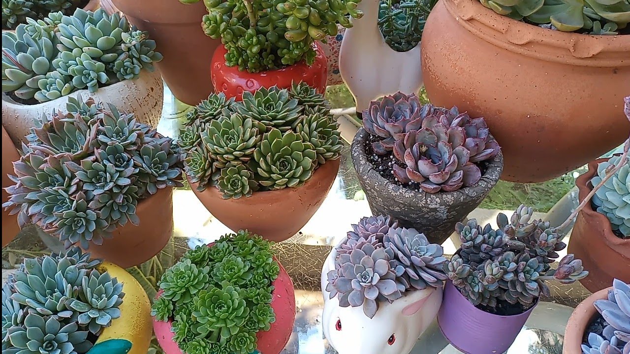 suculentas que formam colônia mais de 20 espécies com identificação