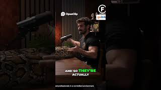 Giant Snakes  Live Birth vs  Egg Laying   Which is Bigger