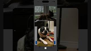 Dog App Preview screenshot 3