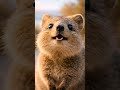 Quokka – The Happiest Animal on Earth 😊🐾 | animals | #wildlife #animals #animallife #wildlifereels
