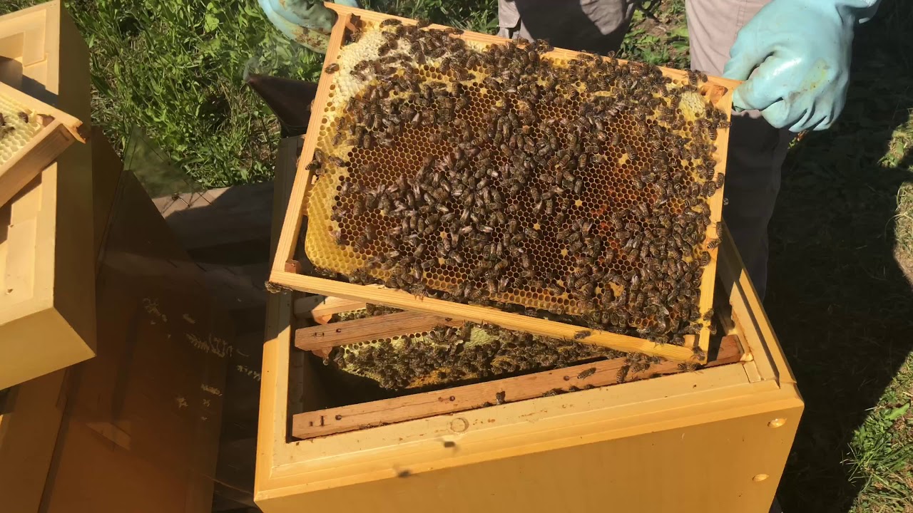 تلقيح ملكة النحل /متابعة الملكة التي تلقحت داخل القفص وهي طريقة |ميزر سعيد العمارين|تربية النحل