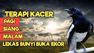 TERAPI KACER GACOR DONGKRAK EMOSI DAN BIRAHI LAWAN, JOSS CEPAT GACOR BONGKAR ISIAN