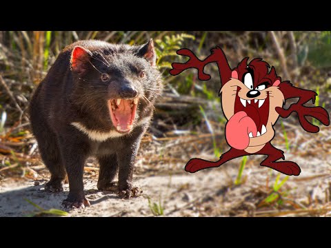 Video: Setan Tasmania: Beberapa Fitur Spesies