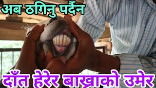 बाख्राको उमेर सजीलो तरीका बाट पत्ता लगाउने उपाय||Calculating age of goat by observing teeth