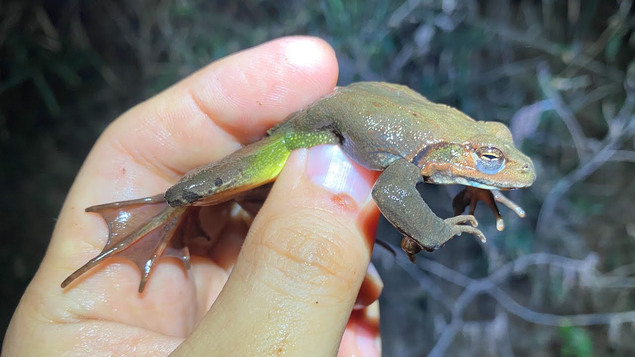 When You Throw Fried Chicken Into A Lake Full Of Alien Species Youtube