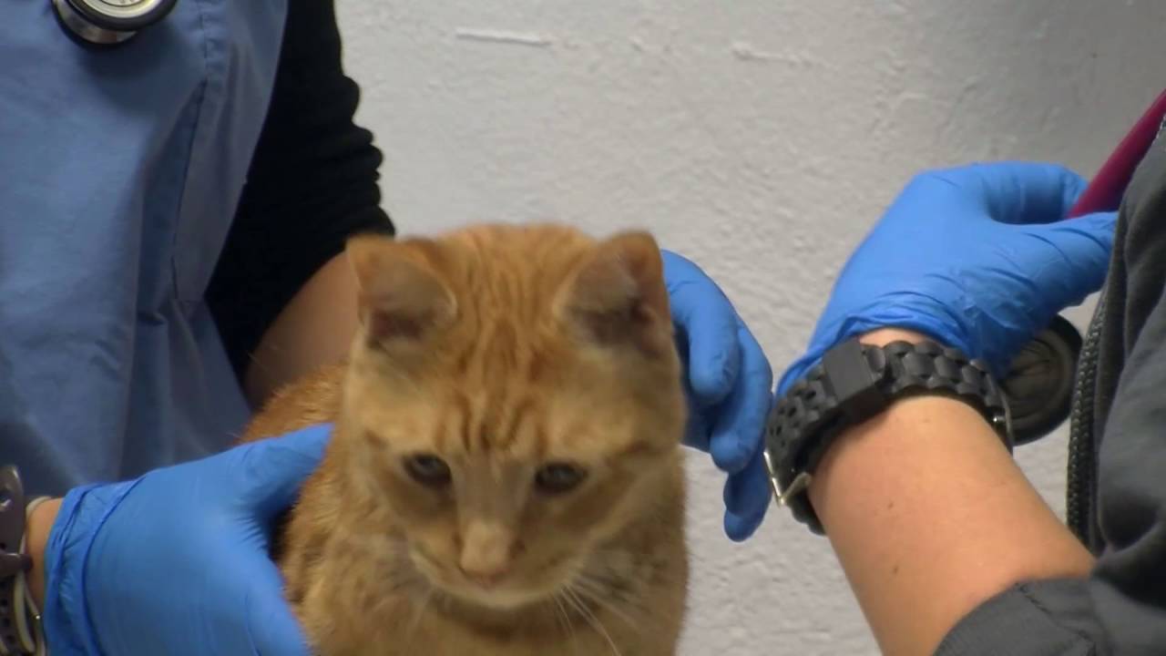 cornell university college of veterinary medicine ranking Cornell's Maddie's Shelter Medicine Program: Adopt-a-Cat Month