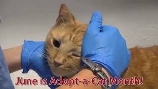 Cornell's Maddie's Shelter Medicine Program: Adopt-a-Cat Month