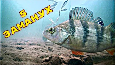Щука и Окунь ЭТО ЛЮБИТ! 5 ЗАМАНУХ НА ХИЩНИКА! Подводная съемка